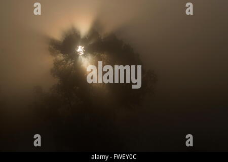 La lumière du soleil brise les arbres pendant le brouillard tôt le matin, Pays-Bas Banque D'Images