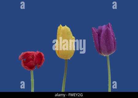 Rouge isolé, jaune et pourpre tulip avec des gouttelettes de pluie sur un fond bleu Banque D'Images