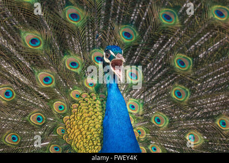 Un paon en criant contre ses plumes colorées en arrière-plan Banque D'Images