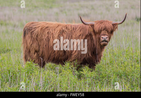 Highland vache dans un pré Banque D'Images