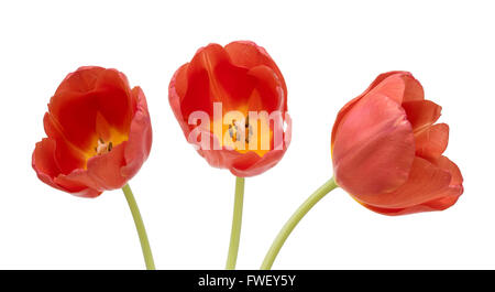 Gros plan de trois tulipes rouges isolés Banque D'Images