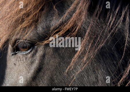 Détail de la tête d'un cheval islandais, Islande Banque D'Images