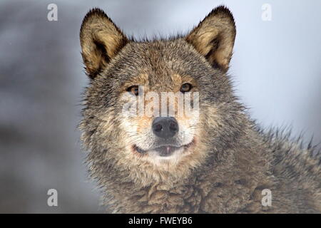 Portrait d'un Loup gris en Biélorussie Banque D'Images