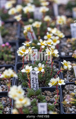 Les plantes de rockery en pots à vendre les agriculteurs marché de saxifrage alpin Banque D'Images