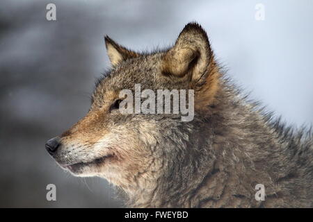 Portrait d'un Loup gris en Biélorussie Banque D'Images