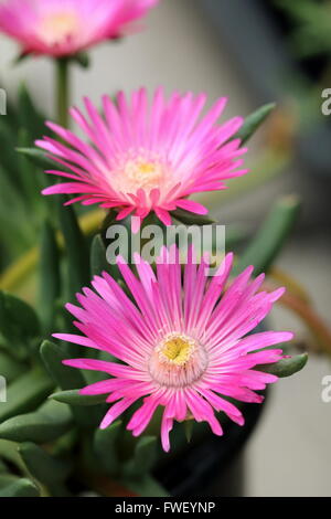 Plan Macro sur Cephalophyllum ou appelé Lido Big Pink pleine floraison fleurs Banque D'Images