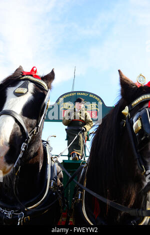 Griffin et fierté shire chevaux tirant la brasserie Fullers dray donnant des promenades au public à la journée portes ouvertes de la Betfair Lambourn Banque D'Images