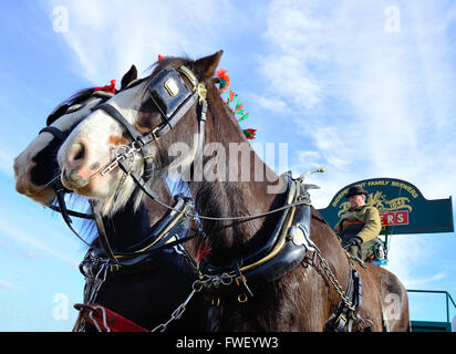 Griffin & Pride shire chevaux tirant la fullers Brewery dray donnant des manèges au public à la journée ouverte de Betfair Lambourn, Lambourn, Berkshire, Royaume-Uni Banque D'Images