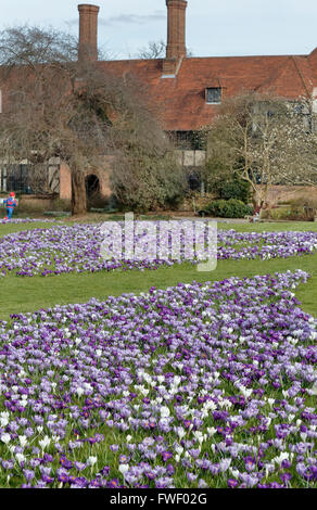 Mauve et blanc crocus (Crocus vernus) floraison au printemps à RHS Gardens, Wisley, Surrey, UK Banque D'Images