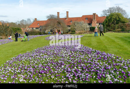 Mauve et blanc crocus (Crocus vernus) floraison au printemps à RHS Gardens, Wisley, Surrey, UK Banque D'Images