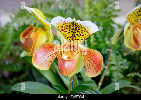 Paphiopedilum ou sabot de Vénus, une orchidée tachetée jaune et orange dans la serre de plus en plus de RHS Wisley, Surrey, UK Banque D'Images