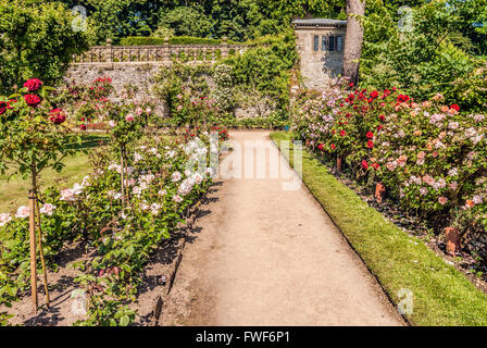 Jardin de roses à l'château Norman Haddon Hall près de Bakewell, Derbyshire, Angleterre Banque D'Images