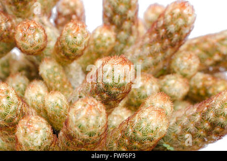 Cactus isolé sur fond blanc Banque D'Images