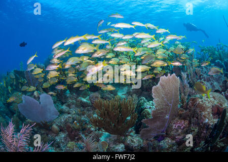 Lutjanus apodus snappers, maître d'école, jardins de la Reine, à Cuba, mer des Caraïbes Banque D'Images