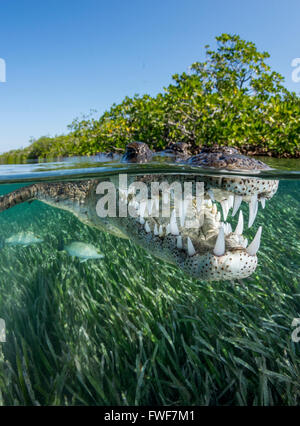 Crocodile d'eau salée, Crocodylus porosus, Jardines de la Reina, à Cuba, mer des Caraïbes Banque D'Images