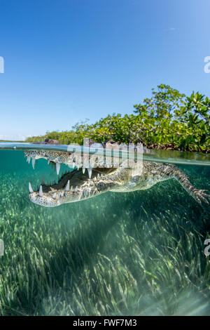 Crocodile d'eau salée, Crocodylus porosus, Jardines de la Reina, à Cuba, mer des Caraïbes Banque D'Images