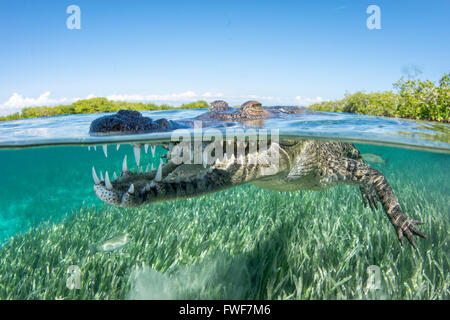 Crocodile d'eau salée, Crocodylus porosus, Jardines de la Reina, à Cuba, mer des Caraïbes Banque D'Images