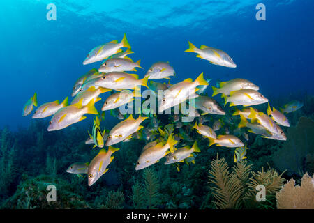 Lutjanus apodus snappers, maître d'école, jardins de la Reine, à Cuba, mer des Caraïbes Banque D'Images