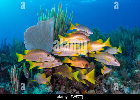 Lutjanus apodus snappers, maître d'école, jardins de la Reine, à Cuba, mer des Caraïbes Banque D'Images