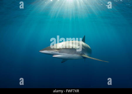 Le requin soyeux, Carcharhinus falciformis, Jardines de la Reina, à Cuba, mer des Caraïbes Banque D'Images