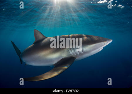 Le requin soyeux, Carcharhinus falciformis, Jardines de la Reina, à Cuba, mer des Caraïbes Banque D'Images