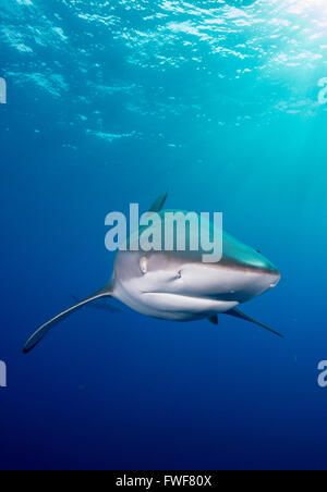 Le requin soyeux, Carcharhinus falciformis, Jardines de la Reina, à Cuba, mer des Caraïbes Banque D'Images