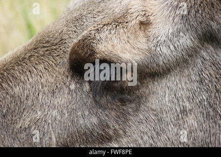 Closa d'un œil à l'orignal. Banque D'Images