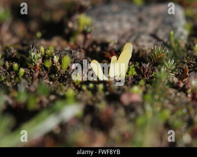 Les espèces de champignons (Clavaria argillacea) sur le terrain en Suède. Banque D'Images