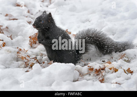 L'Écureuil gris (Sciurus carolinensis) phase noir, une tempête de neige, Michigan USA Banque D'Images