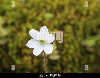 Tour à lobes Hepatica Hepatica (fleurs) mobilis Banque D'Images