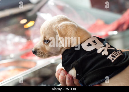 Berlin, Allemagne. Feb, 2016 4. Un petit chien assis à l'Barfshop Anne Kroenke à Berlin, Allemagne, 4 février 2016. Barf est court chez 'les os et les aliments crus', une méthode qui est basée sur les habitudes alimentaires des chiens sauvages. Photo : Monika Skolimowska/dpa/Alamy Live News Banque D'Images