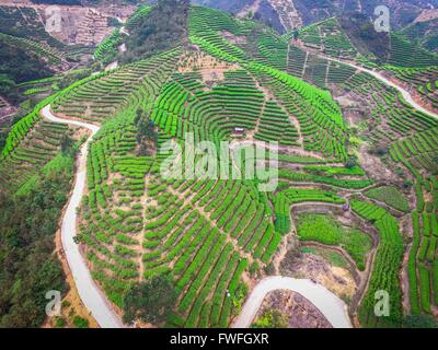 Guangzhou, la province chinoise du Guangdong. Mar 29, 2016. Les producteurs de thé de feuilles de thé sélection de thé Dancong Lingtou dans Village de Gushan Fubin Canton de Raoping, comté de la province du Guangdong en Chine du sud, le 29 mars 2016. © Liu Dawei/Xinhua/Alamy Live News Banque D'Images