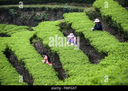 Guangzhou, la province chinoise du Guangdong. Mar 29, 2016. Les producteurs de thé de feuilles de thé sélection de thé Dancong Lingtou dans Village de Gushan Fubin Canton de Raoping, comté de la province du Guangdong en Chine du sud, le 29 mars 2016. © Liu Dawei/Xinhua/Alamy Live News Banque D'Images