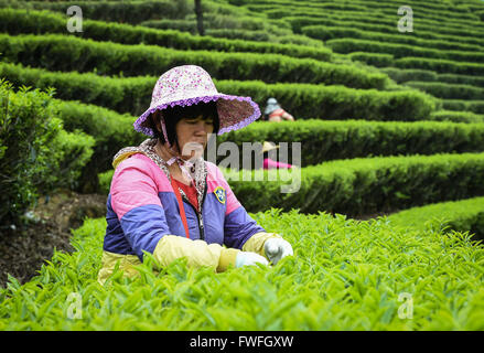 Guangzhou, la province chinoise du Guangdong. Mar 29, 2016. Les producteurs de thé de feuilles de thé sélection de thé Dancong Lingtou dans Village de Gushan Fubin Canton de Raoping, comté de la province du Guangdong en Chine du sud, le 29 mars 2016. © Liu Dawei/Xinhua/Alamy Live News Banque D'Images