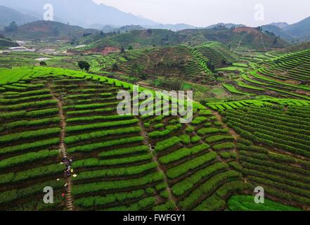 Guangzhou, la province chinoise du Guangdong. Mar 29, 2016. Les producteurs de thé de feuilles de thé sélection de thé Dancong Lingtou dans Village de Gushan Fubin Canton de Raoping, comté de la province du Guangdong en Chine du sud, le 29 mars 2016. © Liu Dawei/Xinhua/Alamy Live News Banque D'Images