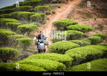 Guangzhou, la province chinoise du Guangdong. Mar 29, 2016. Un plateau farmer porte de feuilles de thé fraîches à faire Lingtou Dancong Plateau dans Village de Gushan Fubin Canton de Raoping, comté de la province du Guangdong en Chine du sud, le 29 mars 2016. © Liu Dawei/Xinhua/Alamy Live News Banque D'Images