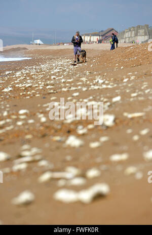 L'huile de palme de "fatbergs" échoués sur la plage du Royaume-Uni. Ingelmunster, UK Banque D'Images