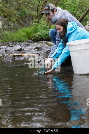 Vancouver. 6ème apr 2016. Les chercheurs de l'environnement presse le saumon juvénile dans la voie d'eau à Guichon Creek à Burnaby, Canada, avril, 5, 2016. Des chercheurs de l'Institut des rivières British Columbia Institute of Technology (BCIT) avec un groupe d'enfants la presse a propos de 20 000 saumons juvéniles dans Burnaby's Guichon pour tester l'environnement écologique et de démontrer le succès des efforts de restauration du ruisseau ont été au cours des dernières décennies. © Liang Sen/Xinhua/Alamy Live News Banque D'Images