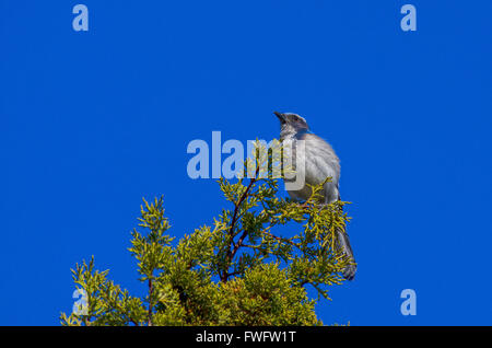 Scrub Jay dans l'ouest de l'état de Pilot Butte Vue panoramique Banque D'Images