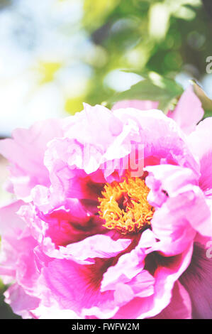 Arbre pivoine rose fleurit en printemps Banque D'Images