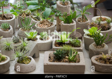 Petit arbre en pot pour la décoration à prix Banque D'Images