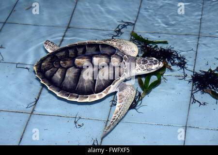 Ca. 1 jahr alte Suppenschildkroete (Chelonia mydas) dans Aufzuchtstation, Bali, Indonesia Banque D'Images