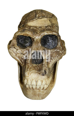 L'australopithecus africanus crâne Sts 5 'Mrs. Ples Banque D'Images