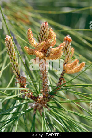 Ou calabrais pin Pinus brutia turc - nouvelles feuilles et fleur Banque D'Images