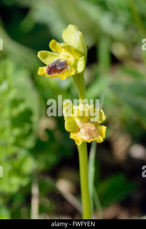 Ophrys lutea galilaea sous-espèce de l'orchidée abeille jaune en provenance de Chypre Banque D'Images