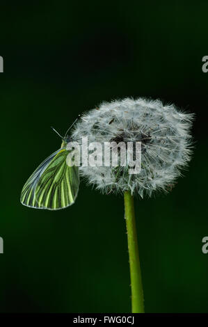 Papillon blanc veiné de vert à l'arrêt sur la tête de graines de pissenlit Banque D'Images
