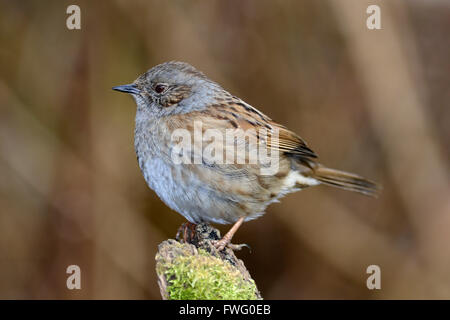 Hedgesparrow adultes en hiver UK Banque D'Images