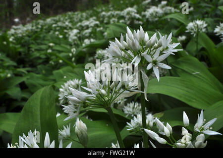 Ramsons Allium ursinum ail sauvage Banque D'Images