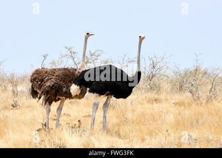 Autruches mâles et femelles avec des petits poussins Photographié en Namibie Banque D'Images