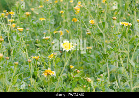 Dans le champ de fleurs Shungiku Banque D'Images